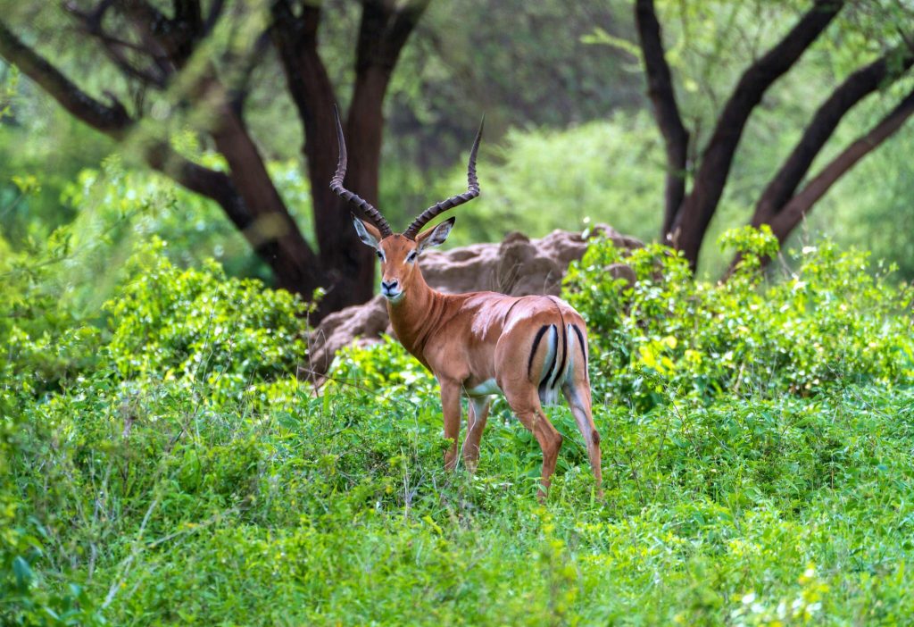 3 days Safari to Arusha, Tarangire, and Lake Manyara