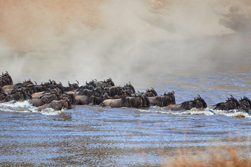 6 days greatest Serengeti wildbeest safari