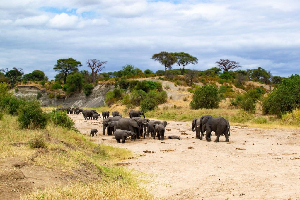 2 days Tanzania safari to Arusha and Tarangire