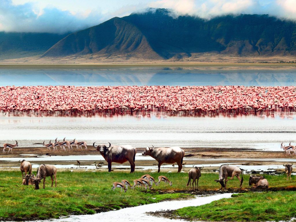 1 day Ngorongoro crater safari