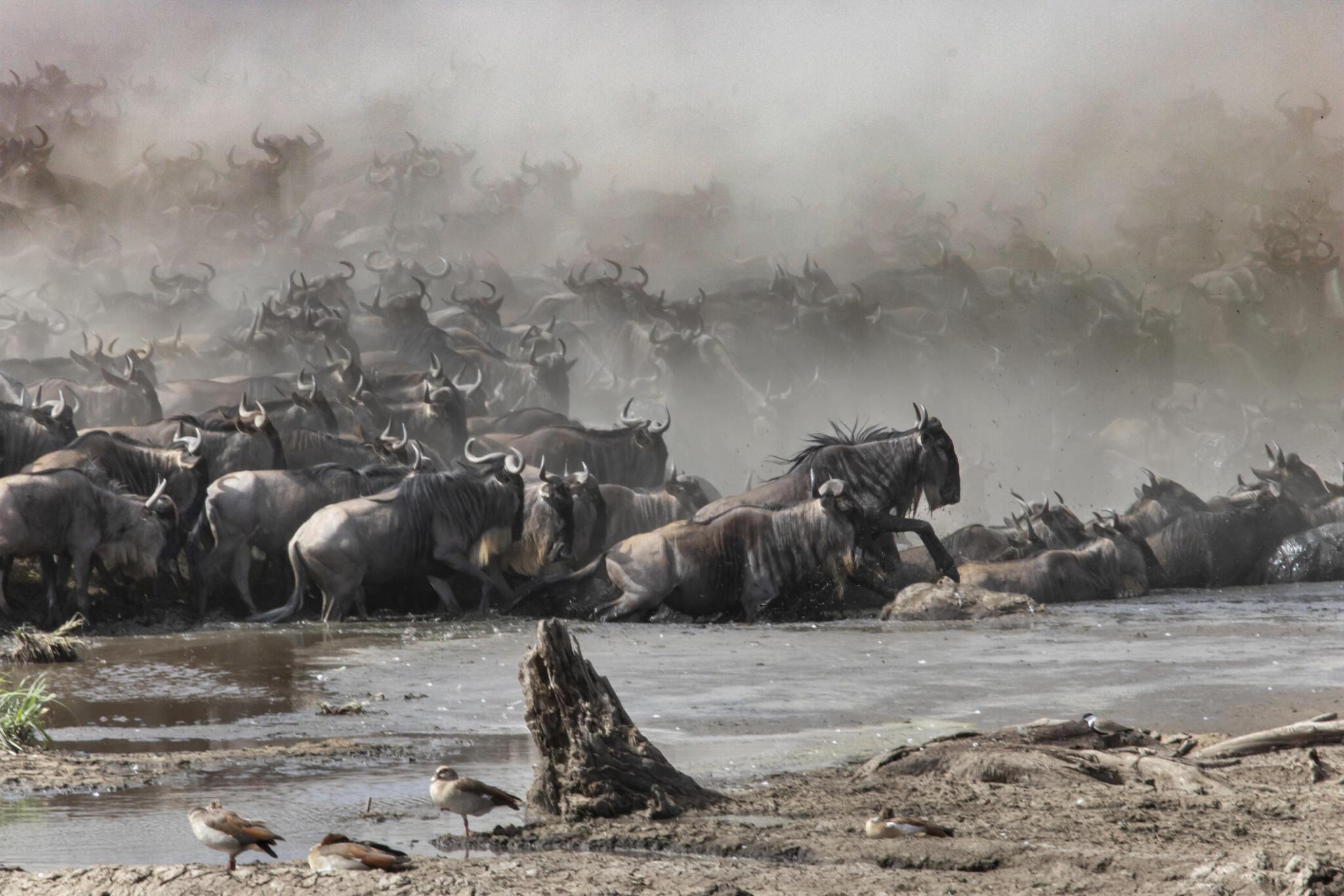 4-day Serengeti Private Migration Safari (Ndutu Calving Season)